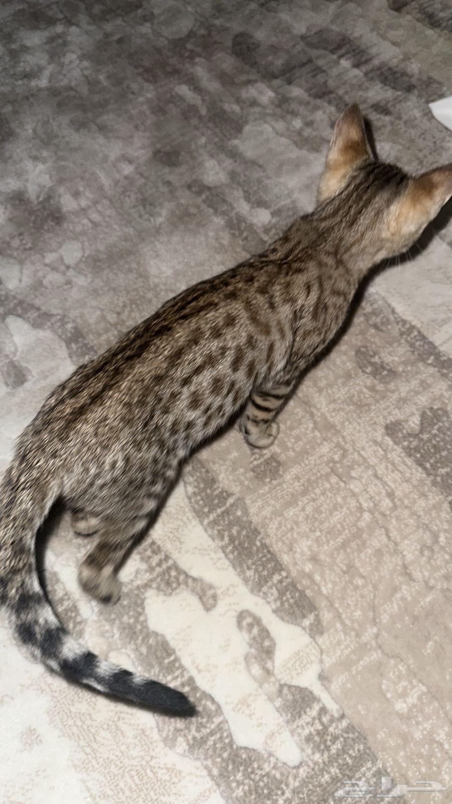 Pure Bengal cats for sale63177704040323111