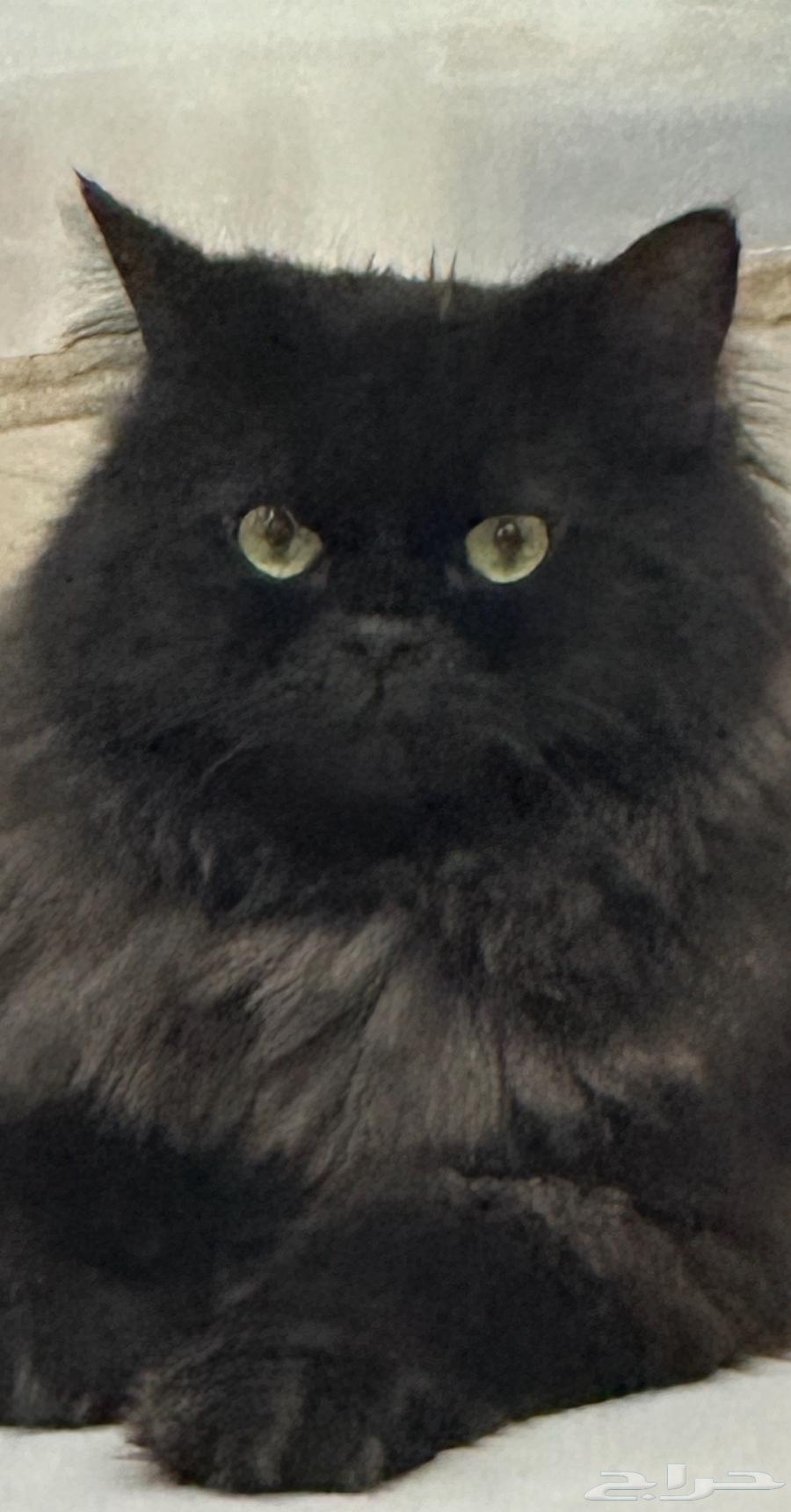 Lost black Shirazi cat, reward of 2000 for whoever finds it63177336436739114