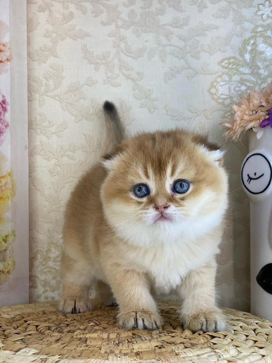 Scottish Fold kitten, pure cat, British Gold, pure cat, cat kitten63177332637314113