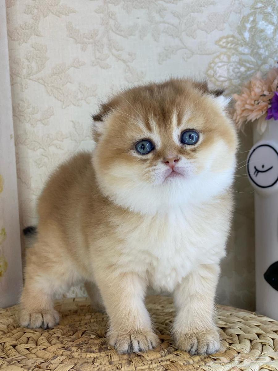 Scottish Fold kitten, pure cat, British Gold, pure cat, cat kitten63177332637314112