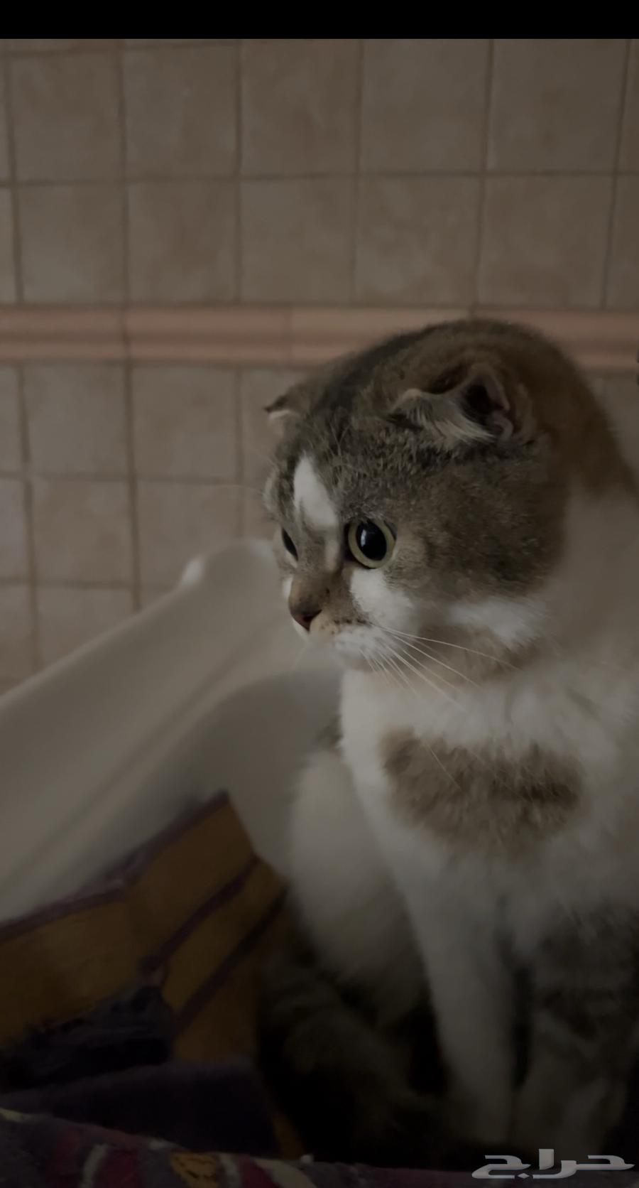 Scottish Fold cat63181038375042111