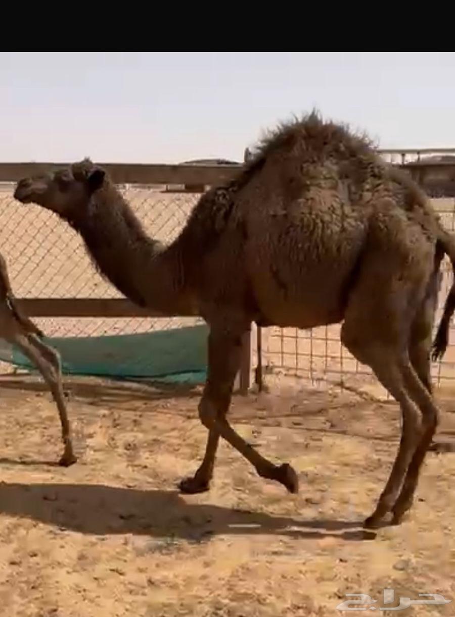 Qa'adan reed for sale north of Riyadh63178179610882112