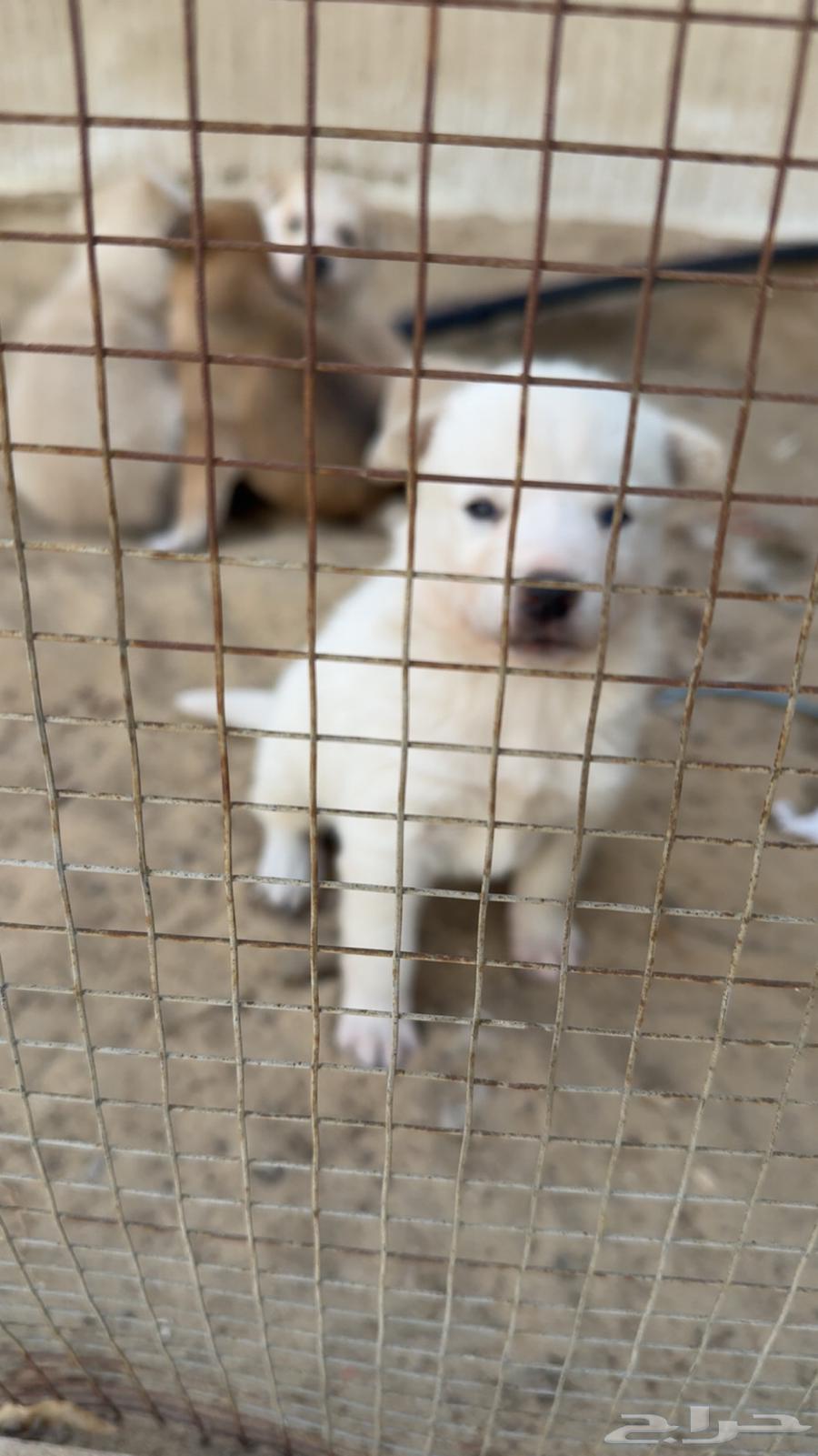 Dogs for sale63176378493953112