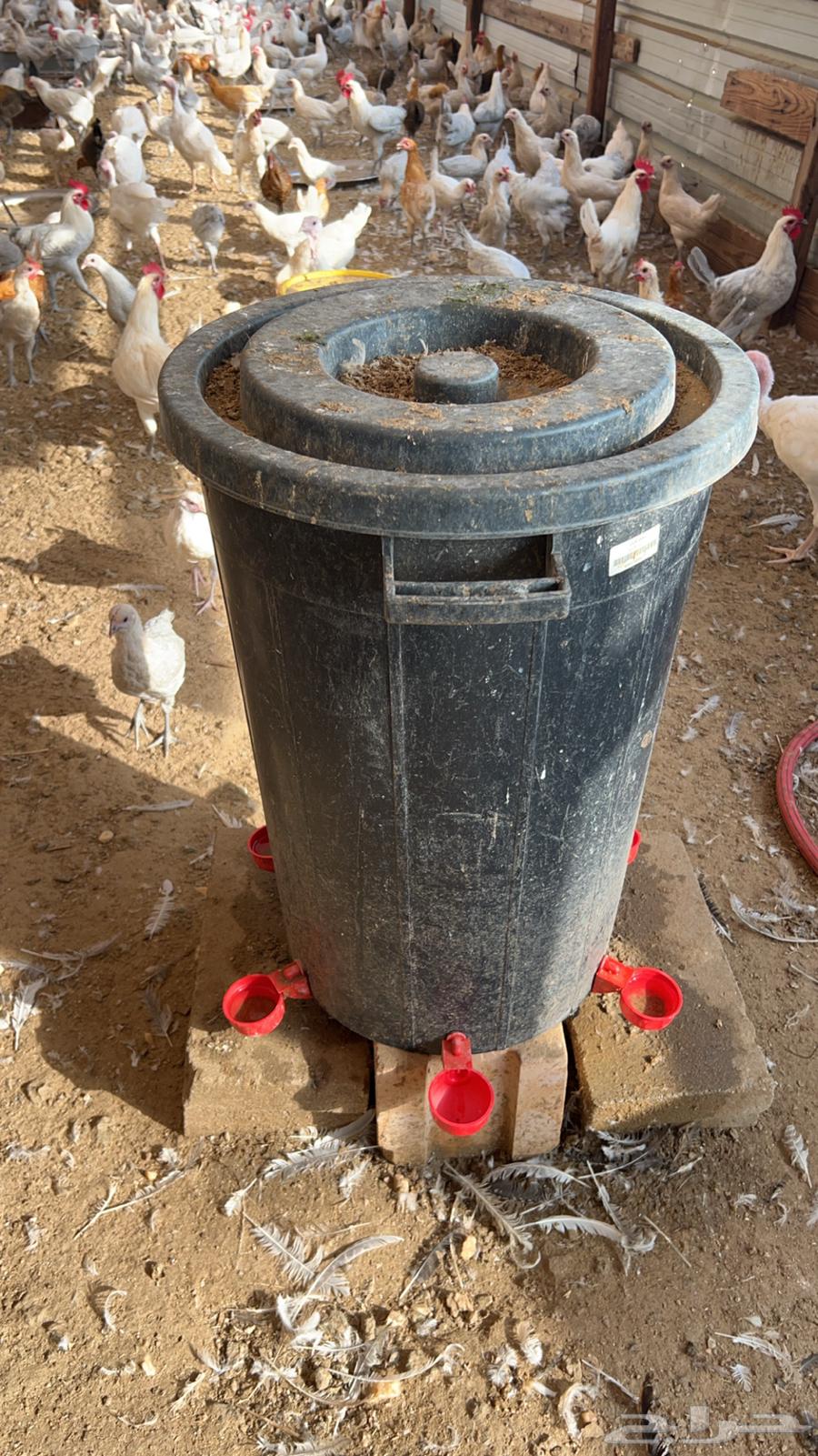 Skiat Tamtik at the lowest cost and quality63175020154627112