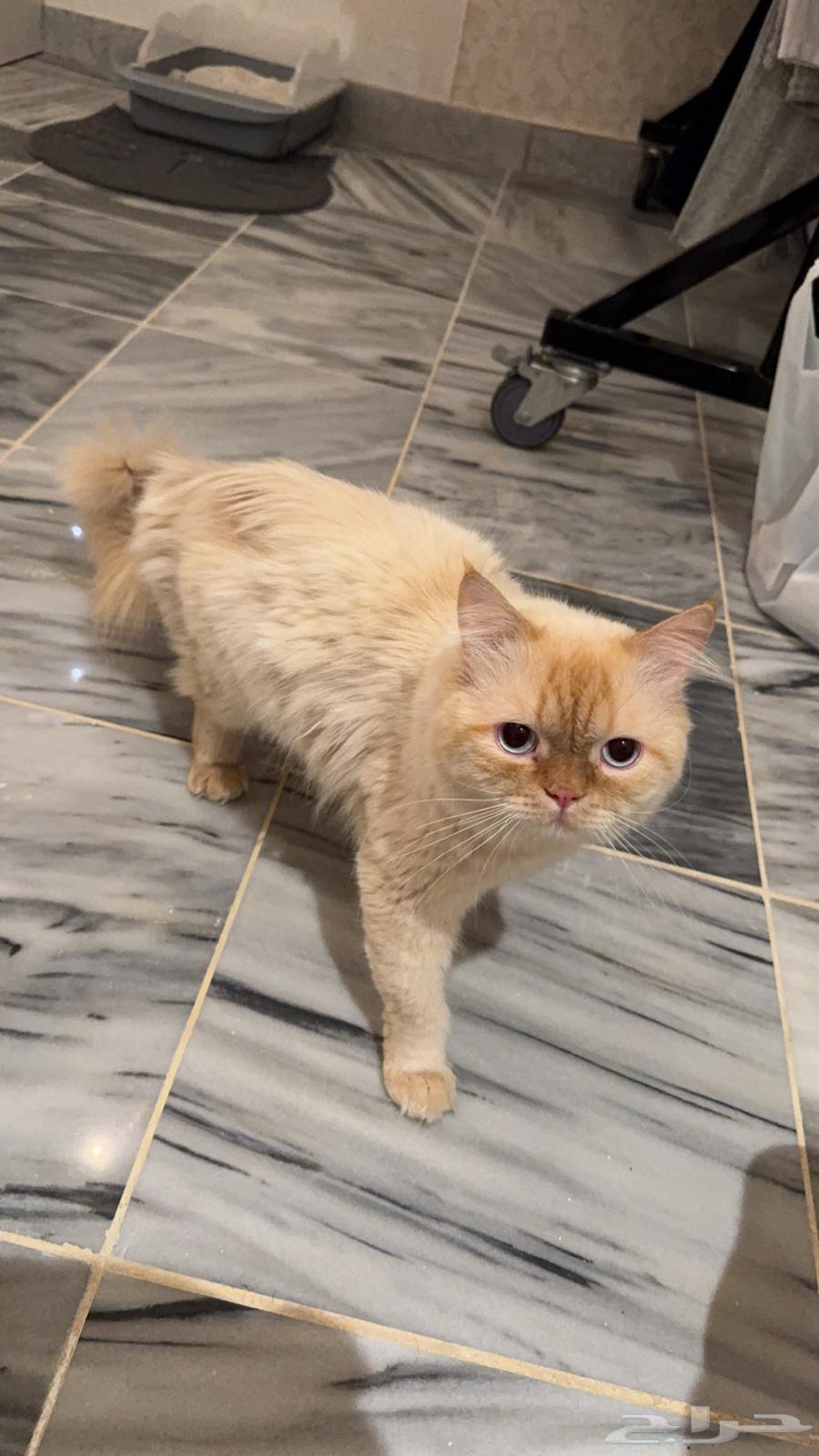 Two cats for adoption63175942973187111