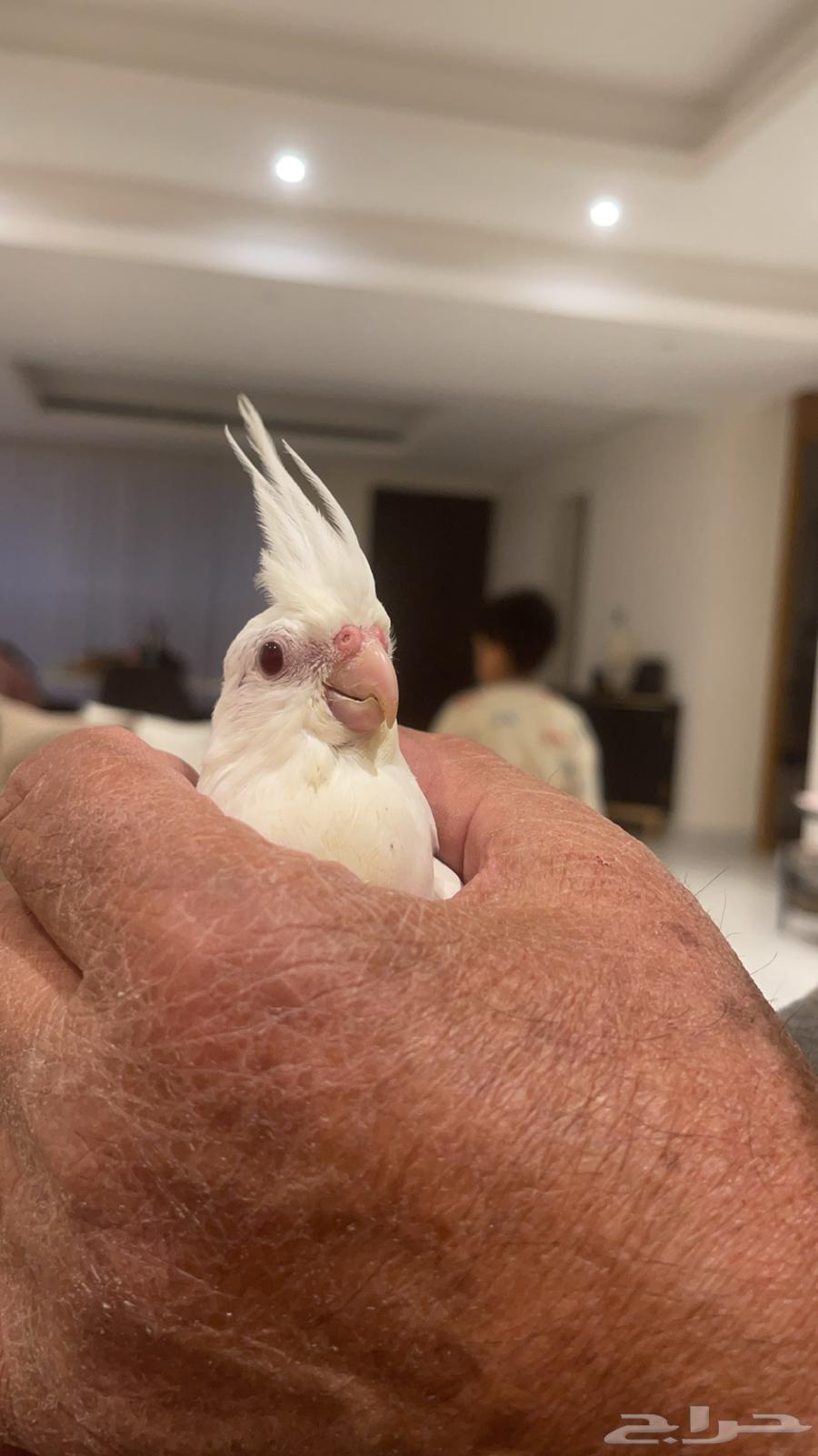 كروان البينو عيون حمر أليف ومفطوم (تم البيع)63176860022274113