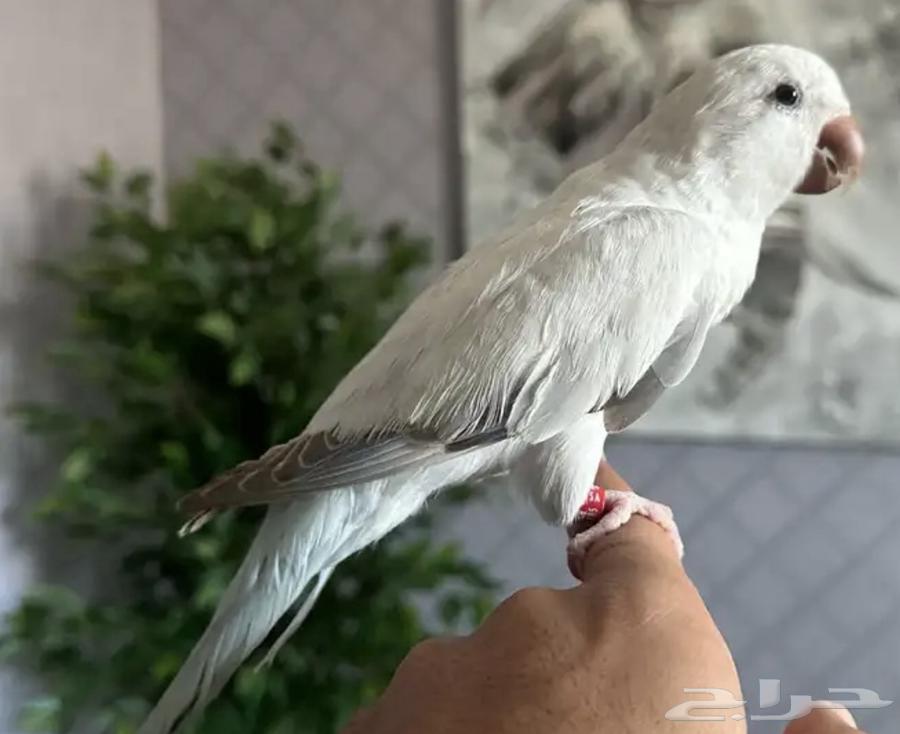 ازواج كويكر منتجه63175008814467114