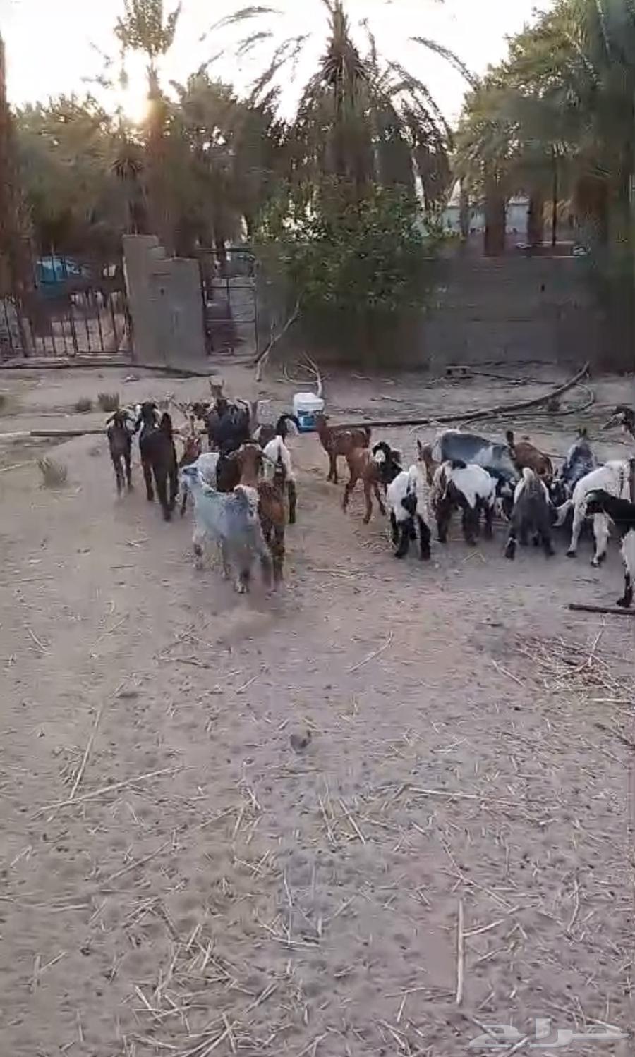 بيشة وادي ترج63175027760386114