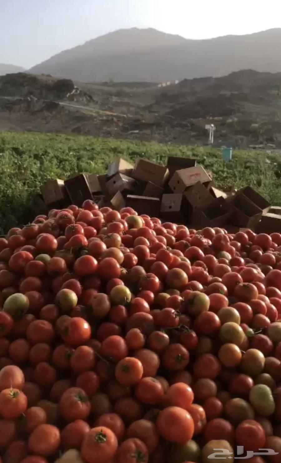 طماطم درجة أولى63176863399939111