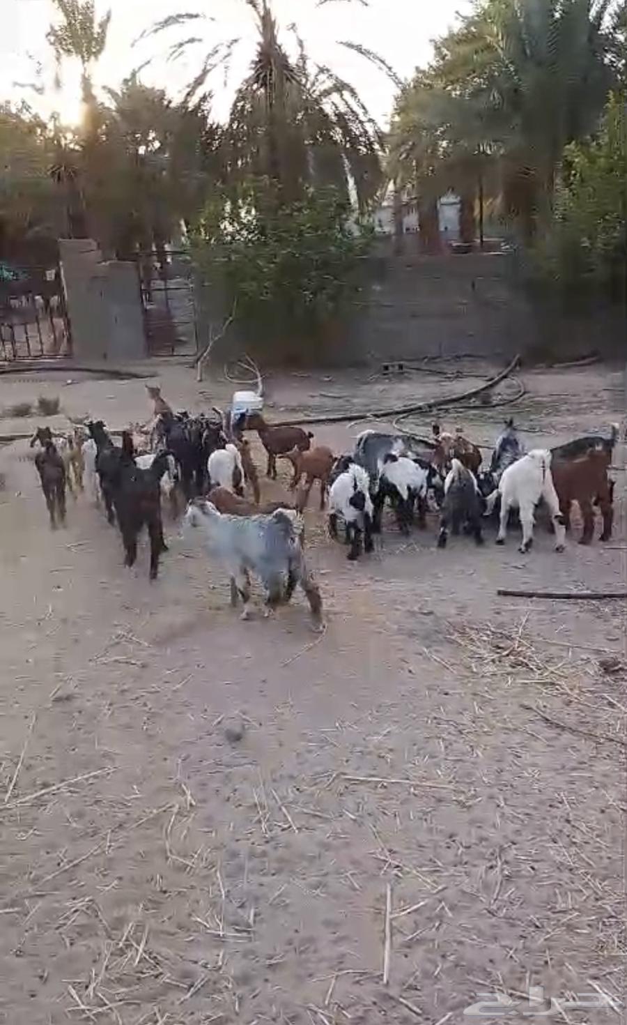 بيشة وادي ترج63175027760386112