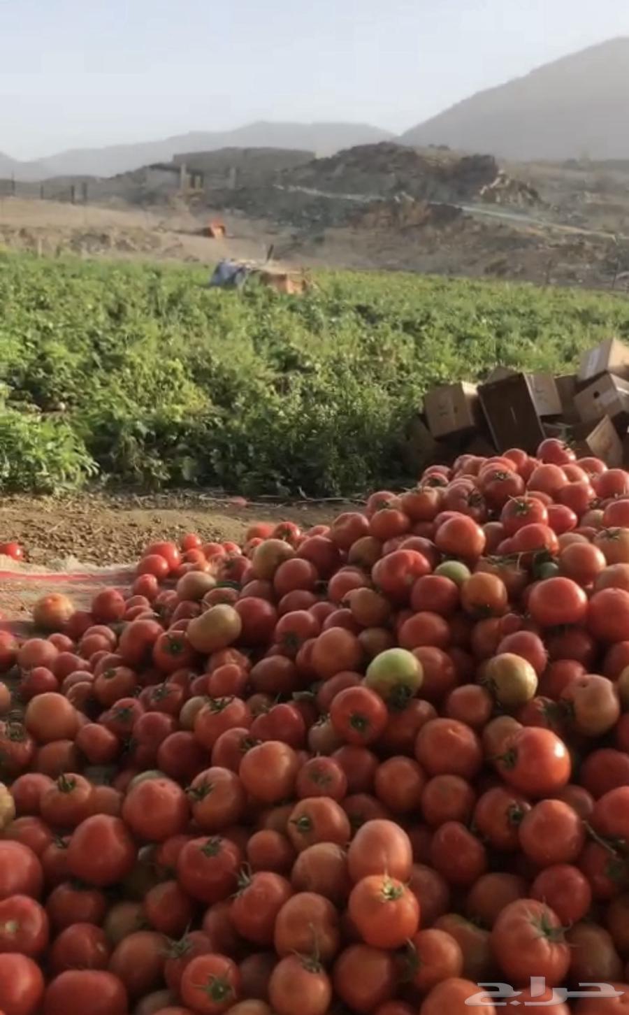 First-grade tomatoes63176863399939110