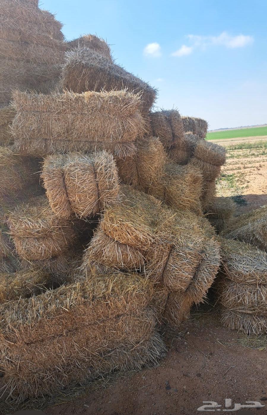 Wheat bran, quantity 8500, class, length 90 cm, price 6 riyals without protection63176878893186112