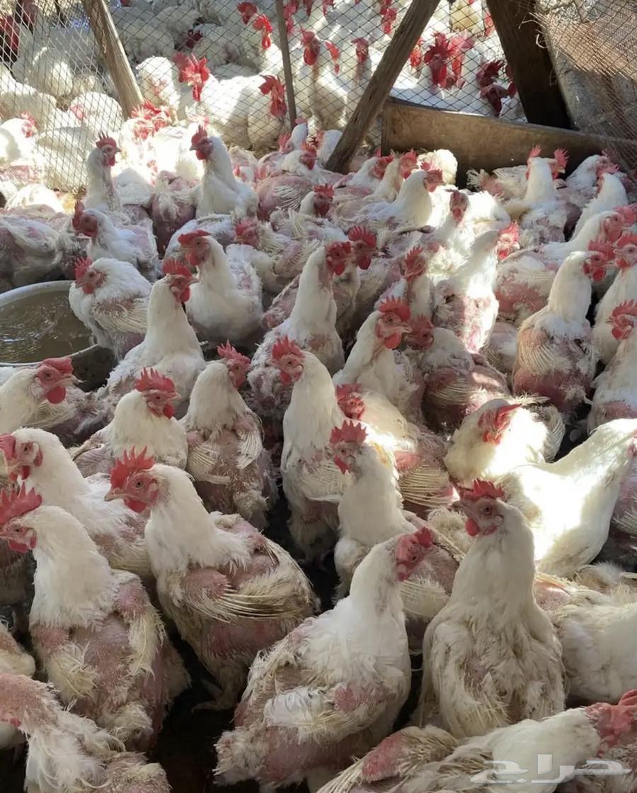 Broiler breeder hens63175487134337118