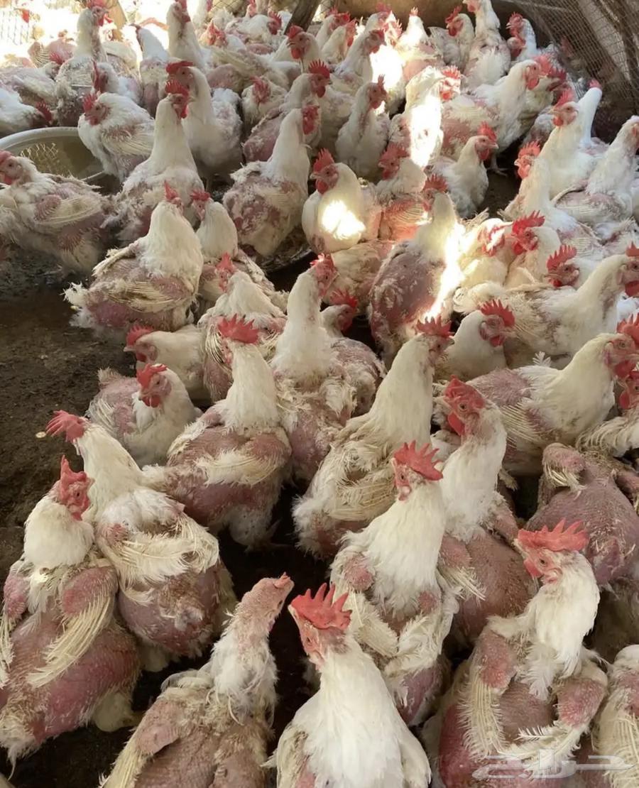 Broiler breeder hens63175487134337111
