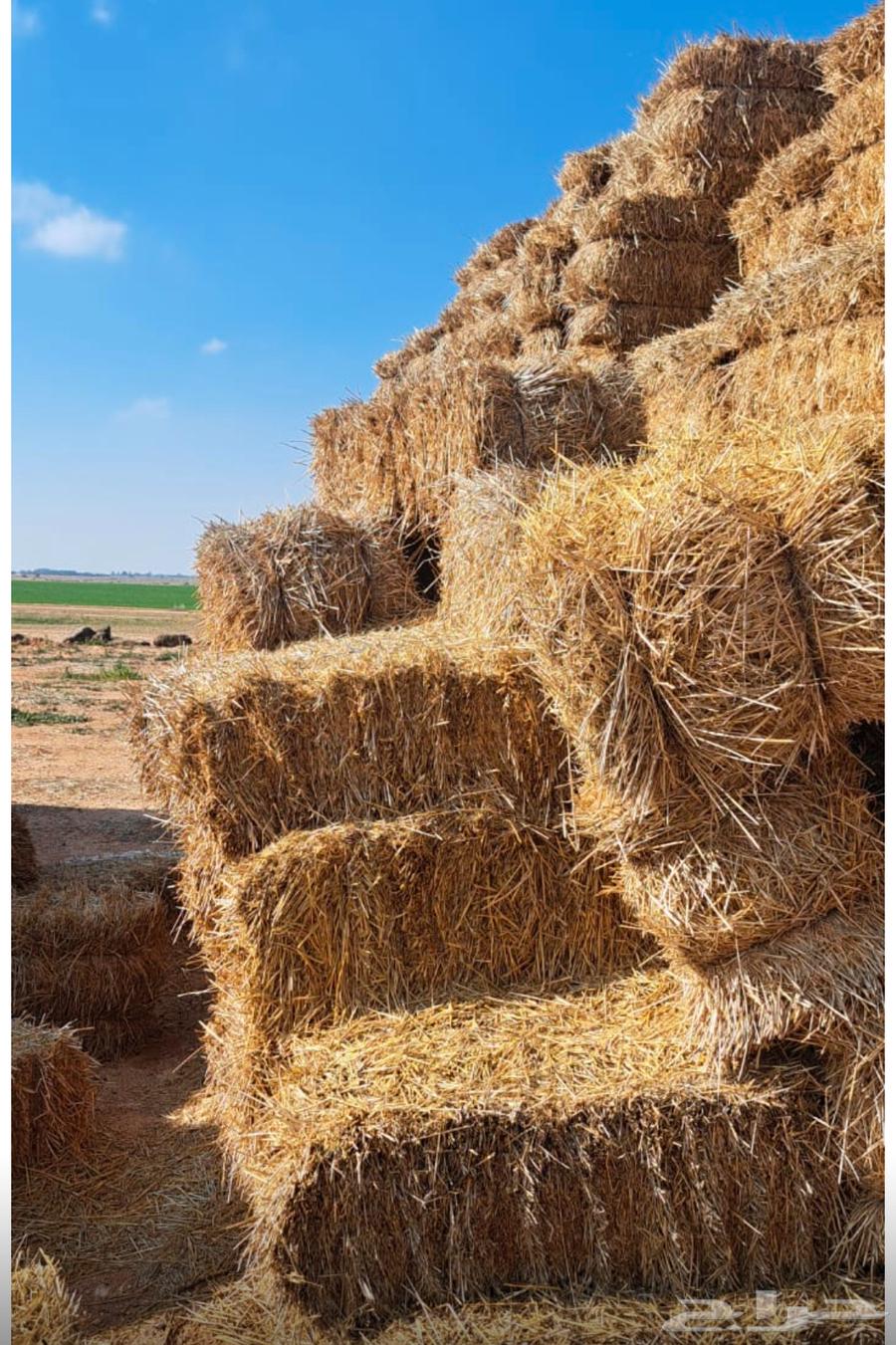 Wheat bran, quantity 8500, class, length 90 cm, price 6 riyals without protection63176878893186111