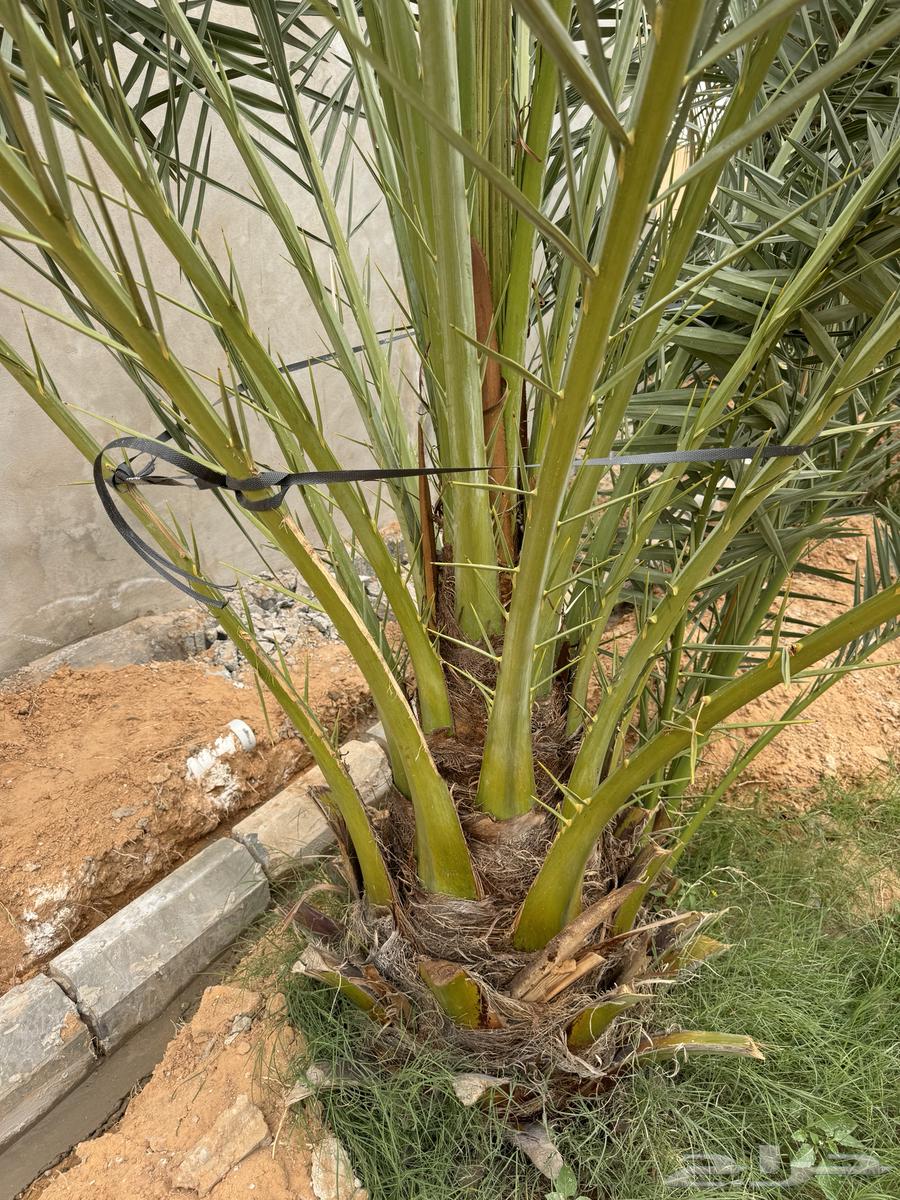15 Sugar Date Palms for sale, Ikhlas, Barri63175927085571111