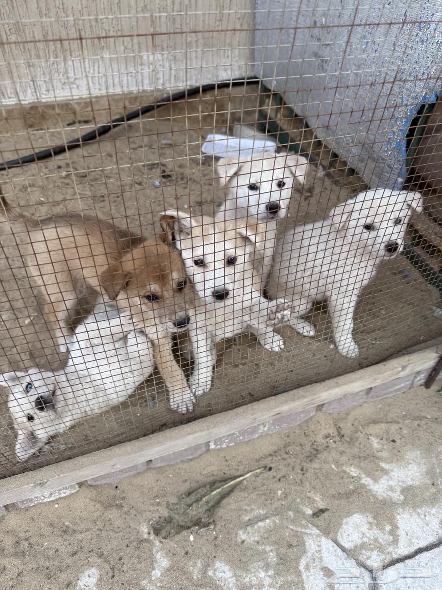Dogs for sale63176378493953111
