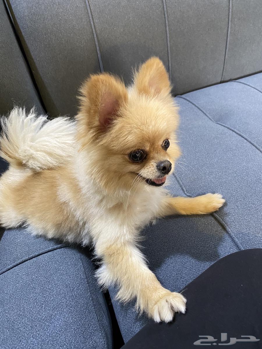 Pomeranian dog63177367233025112