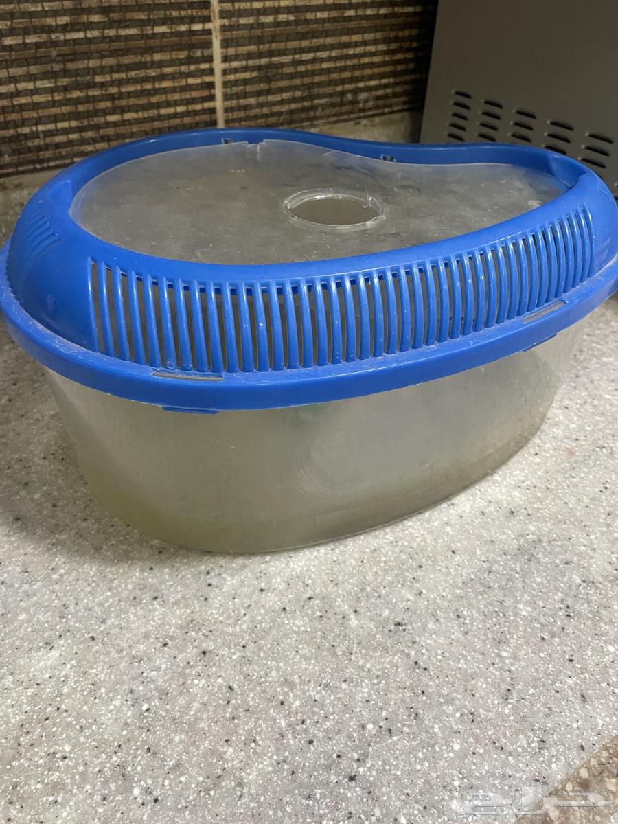 Turtle for sale63175471547009113