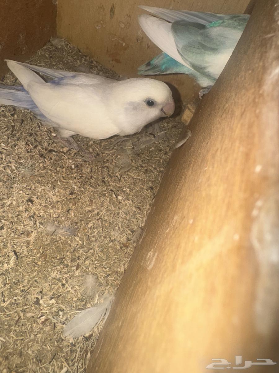 زوجين روز للبيع63176402216579112