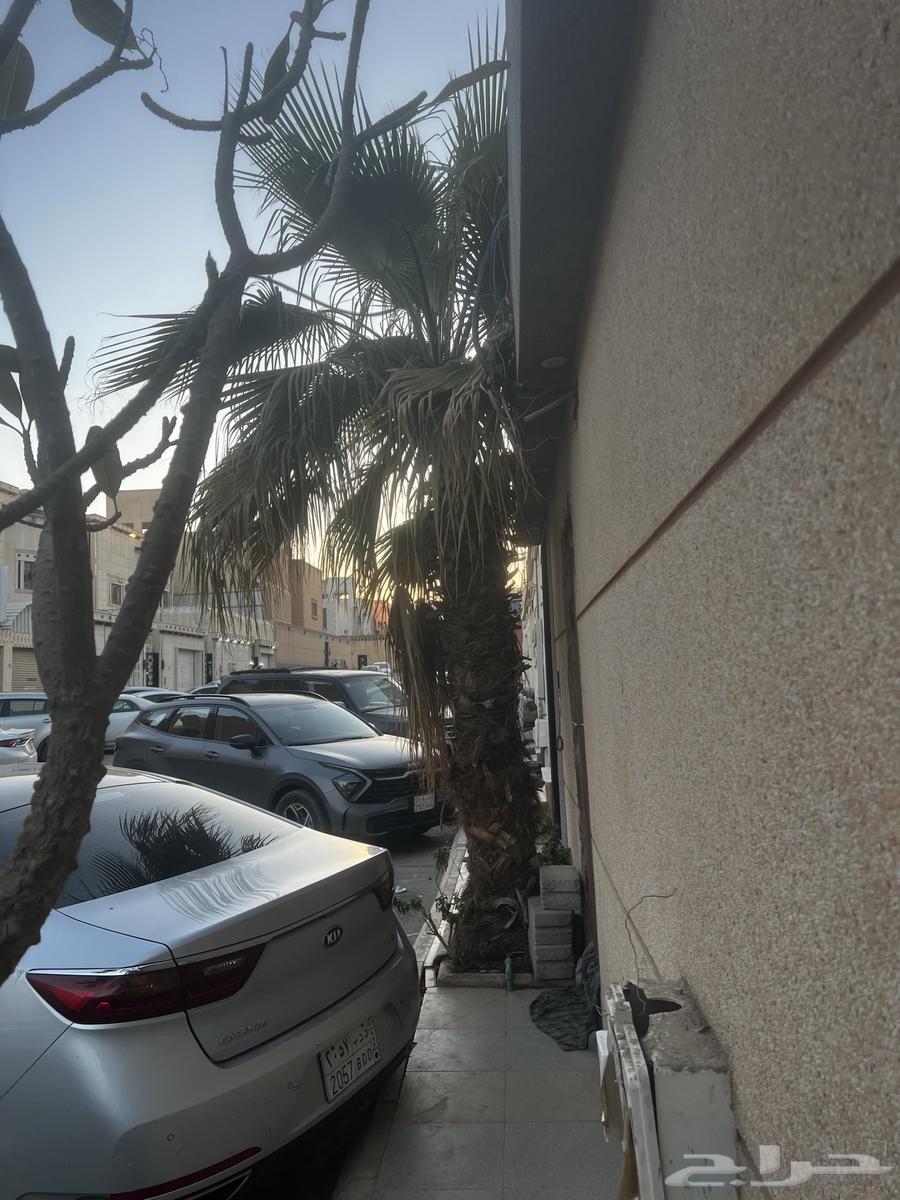 Palm and Washington for sale63175942451203111