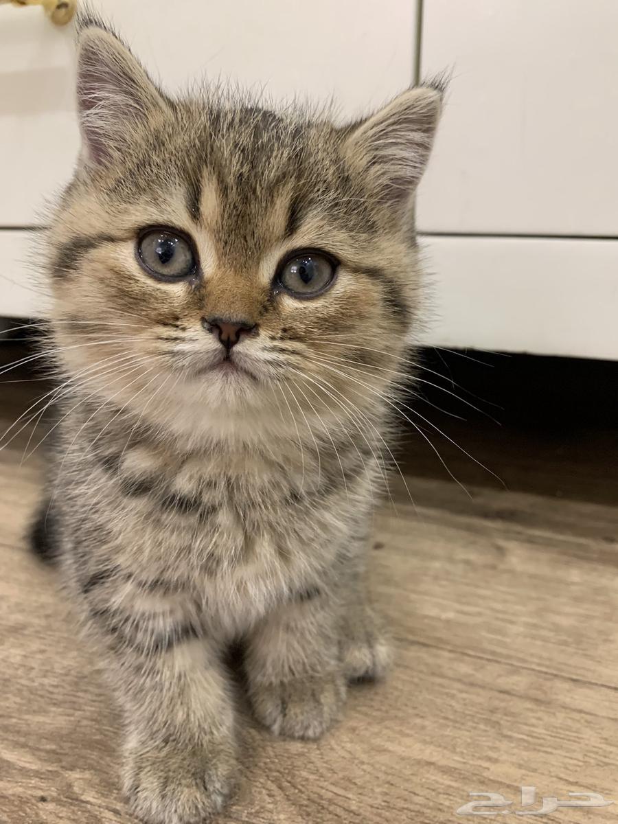 For sale, a Scottish Tiger cat63175463989507111