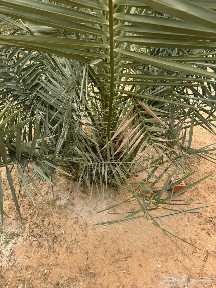 15 Sugar Date Palms for sale, Ikhlas, Barri63175927085571112