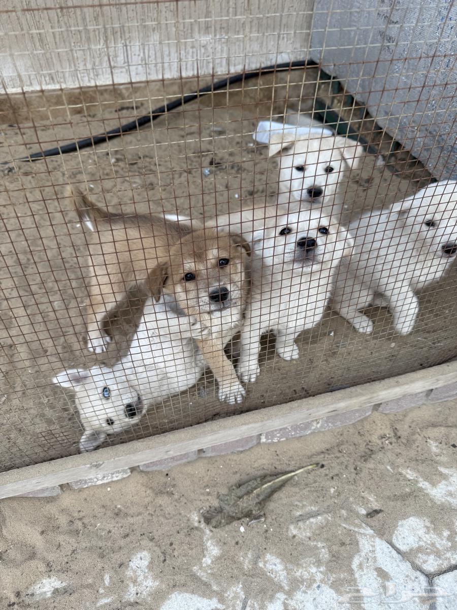 Dogs for sale631763784939531115