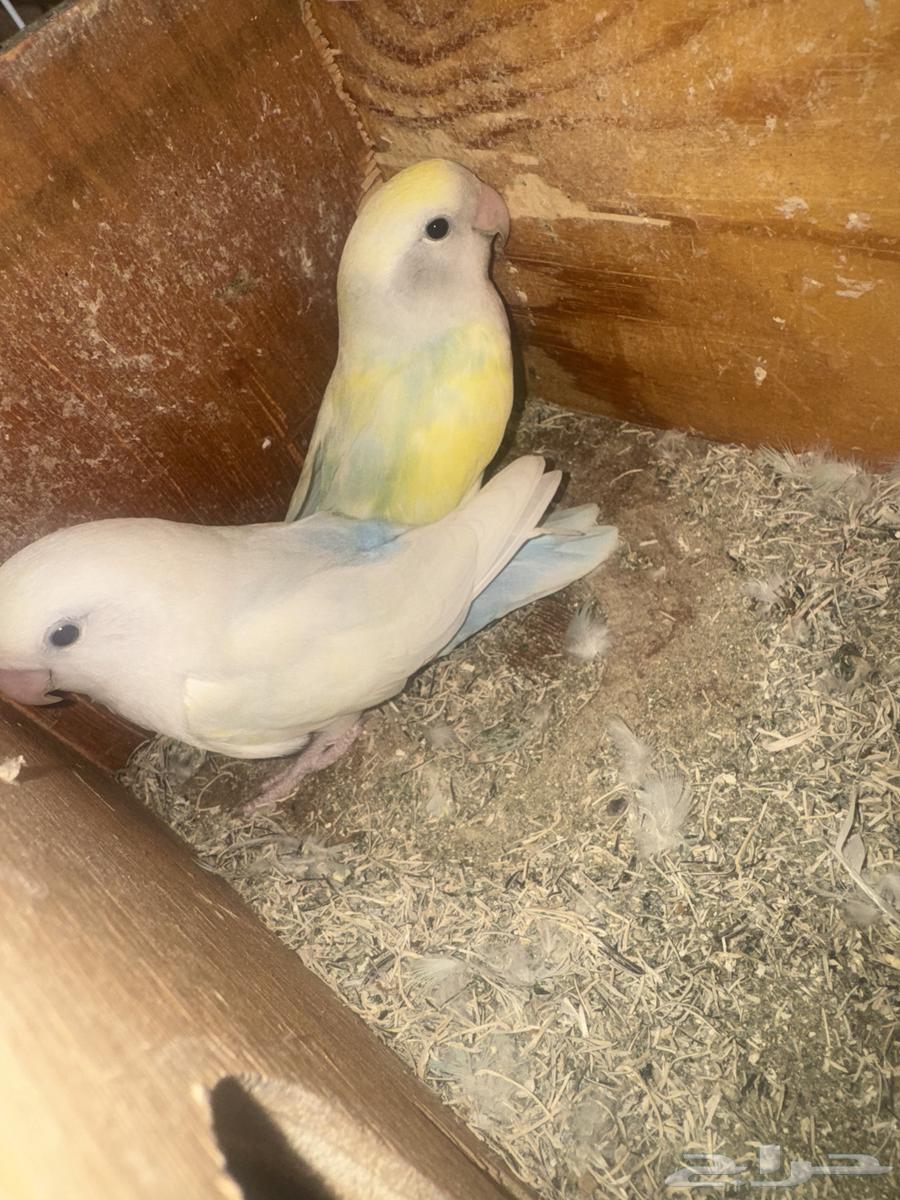 زوجين روز للبيع63176402216579111