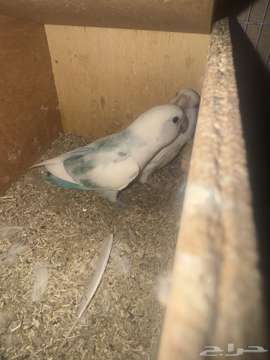 زوجين روز للبيع63176402216579113