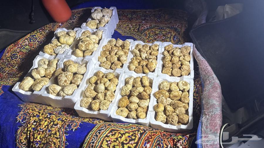 Zbidi Rajawi and Khlassi63176394268675111