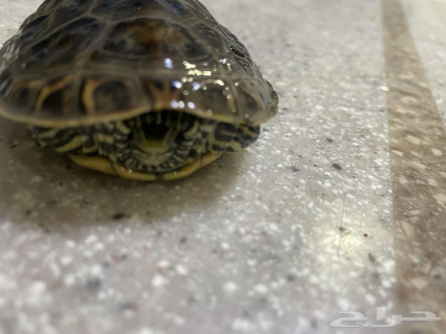 Turtle for sale63175471547009111
