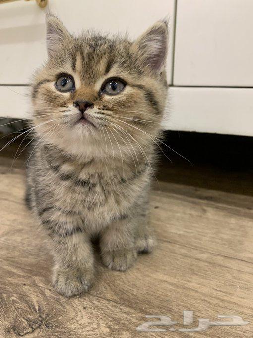 For sale, a Scottish Tiger cat63175463989507112