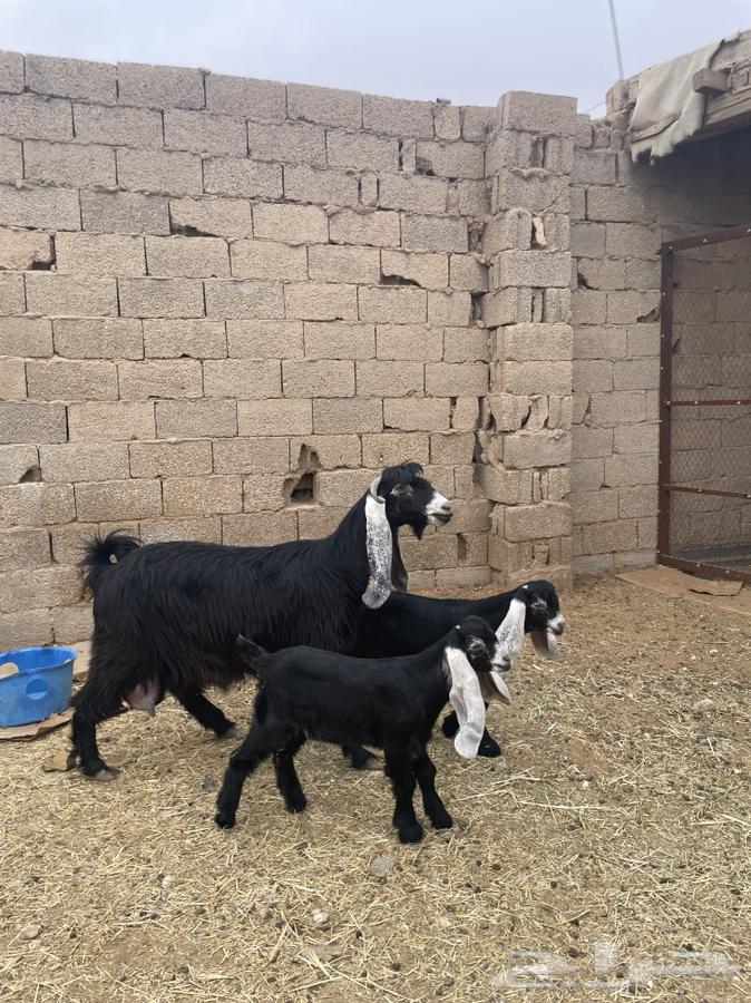 عنز عارضية متبع631750165073941128