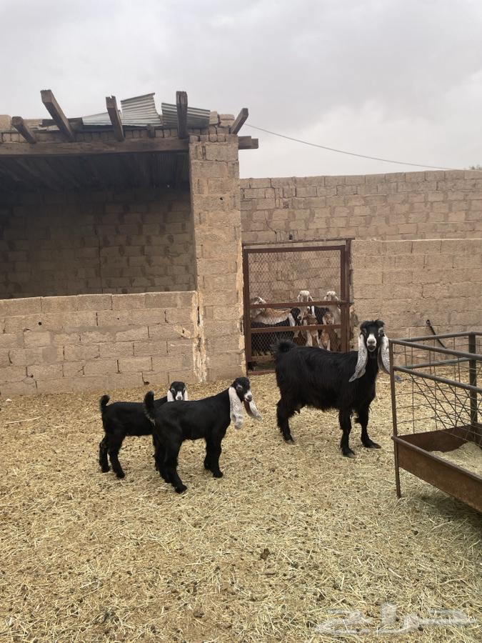 عنز عارضية متبع63175016507394111