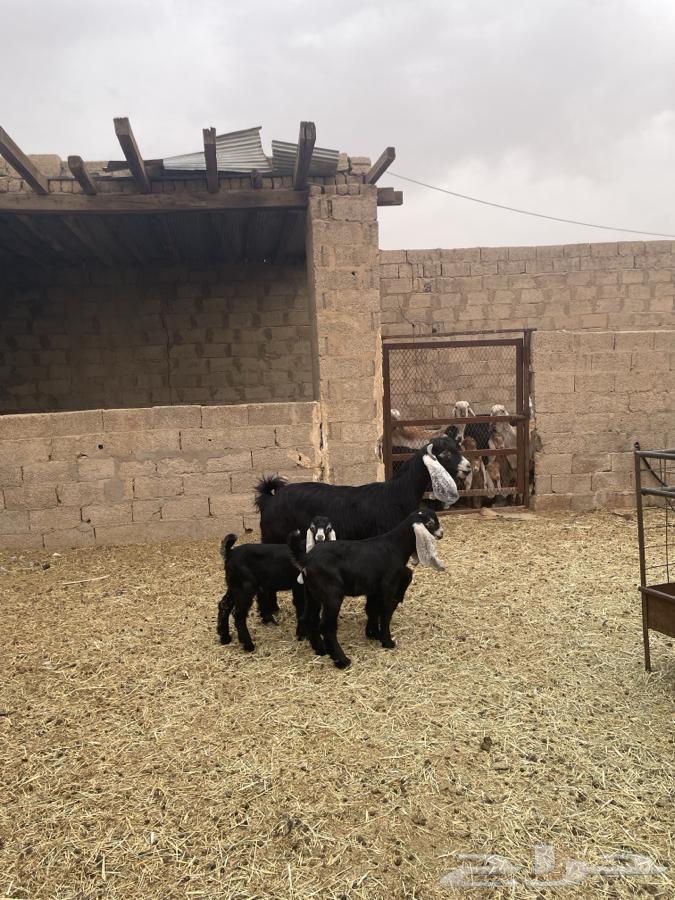 عنز عارضية متبع63175016507394112