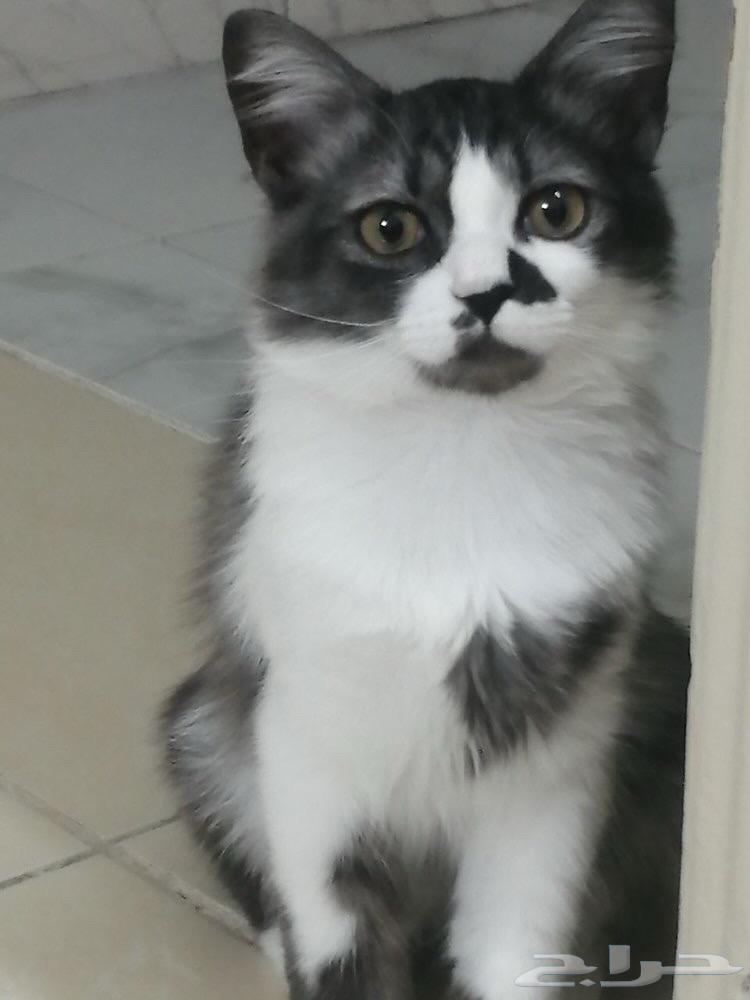 For adoption only63175456974849111