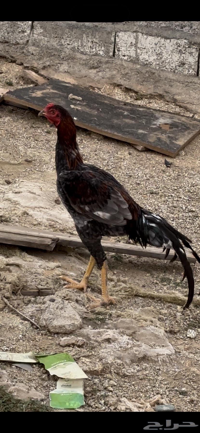 Sindhi chicken63176370433537112