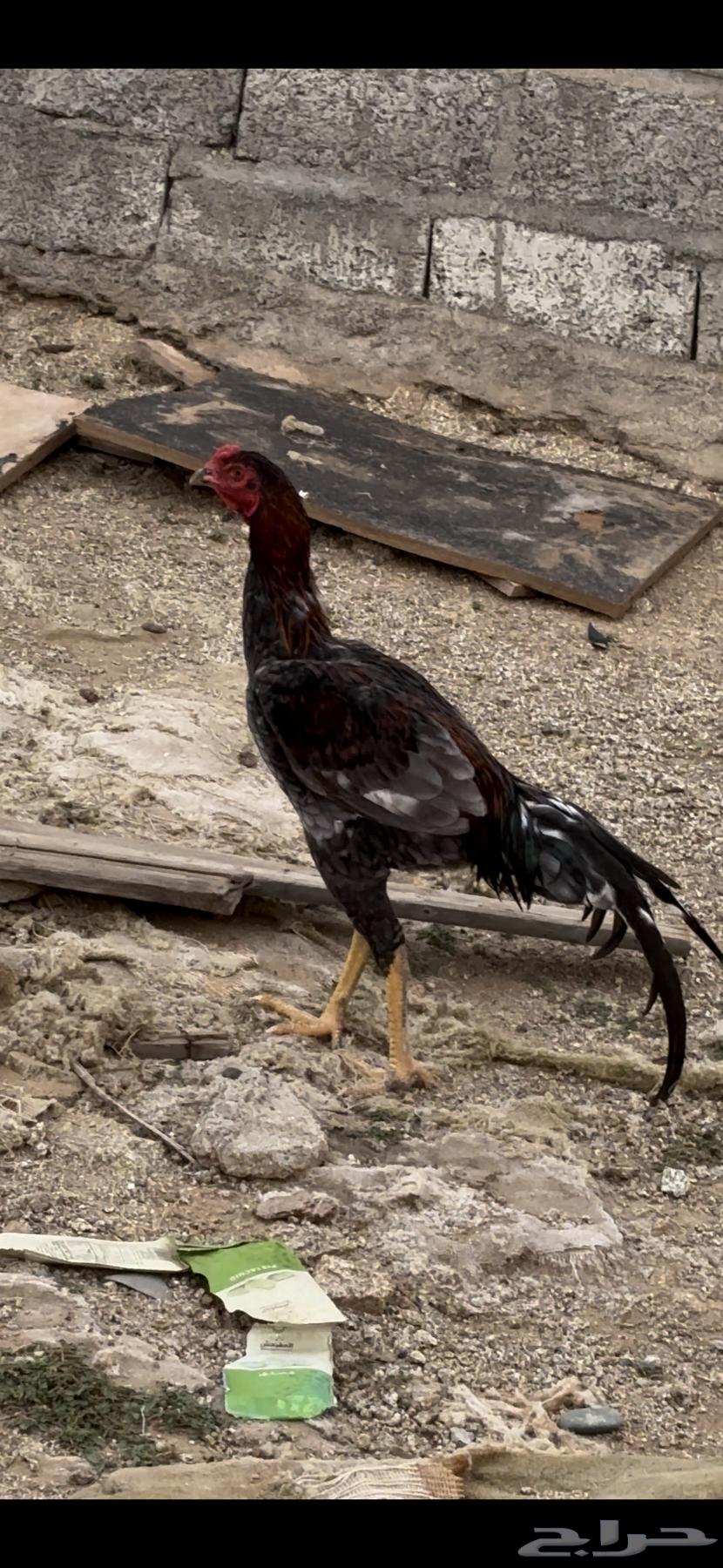 Sindhi chicken63176370433537113