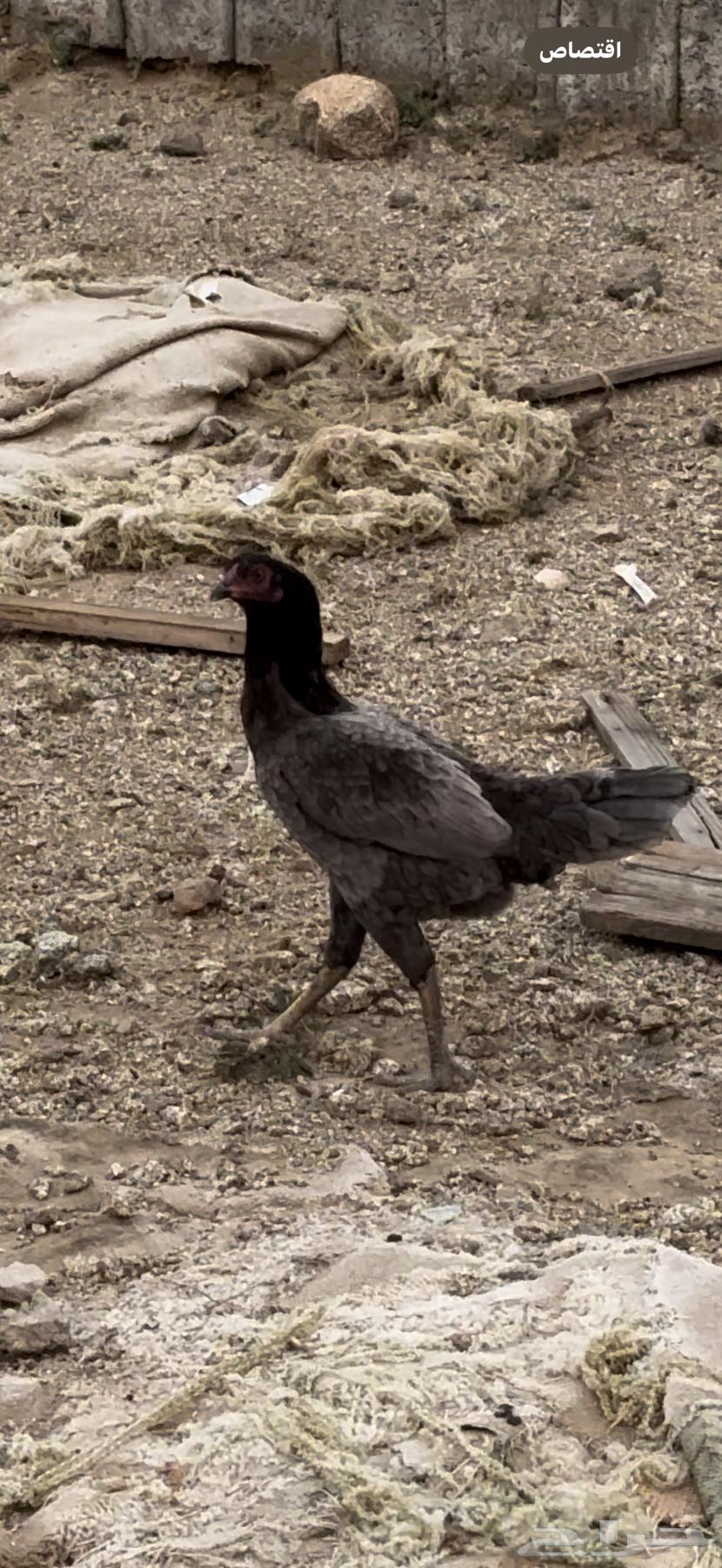 Sindhi chicken63176370433537111
