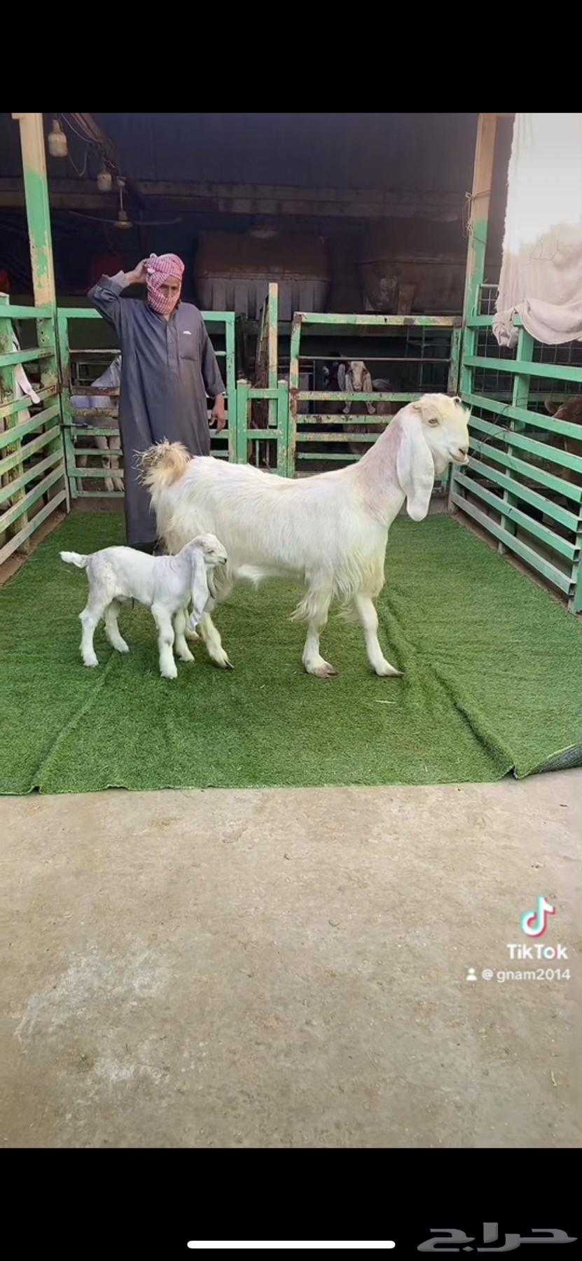 مشروكه متبع بتيس ديد طيب63176878601601116