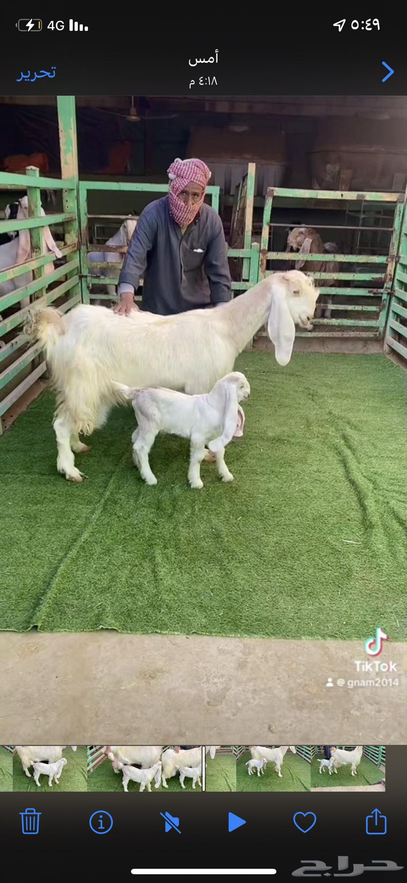 مشروكه متبع بتيس ديد طيب63176878601601111