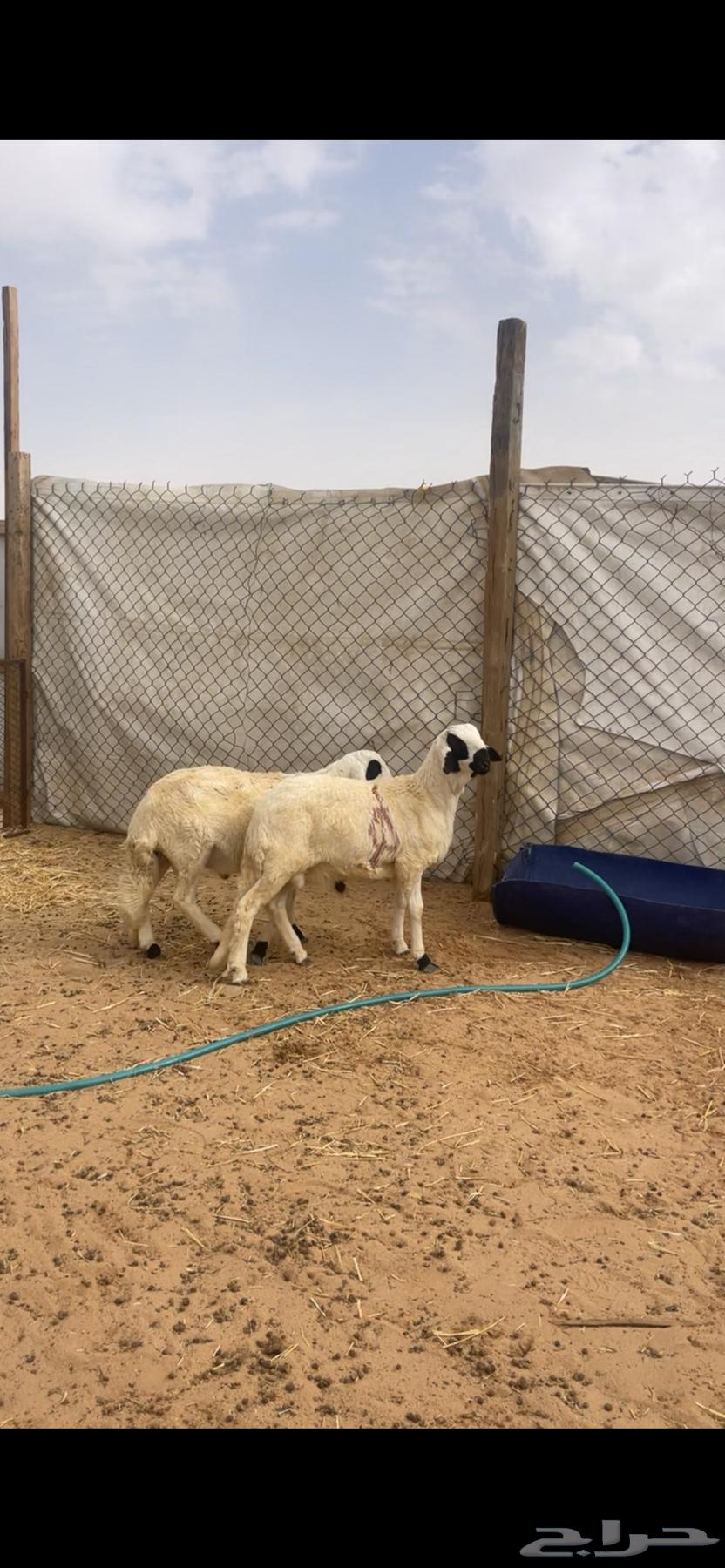 سواكني ذبايح للبيع مع الصلخ والتوصيل63175934869762113