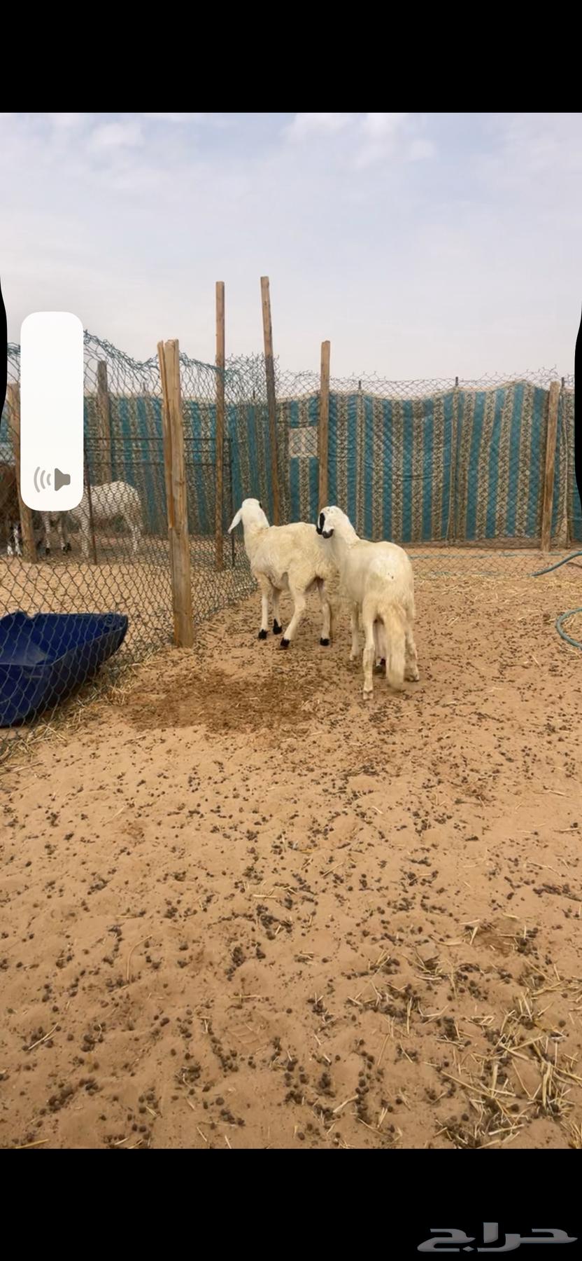سواكني ذبايح للبيع مع الصلخ والتوصيل63175934869762111
