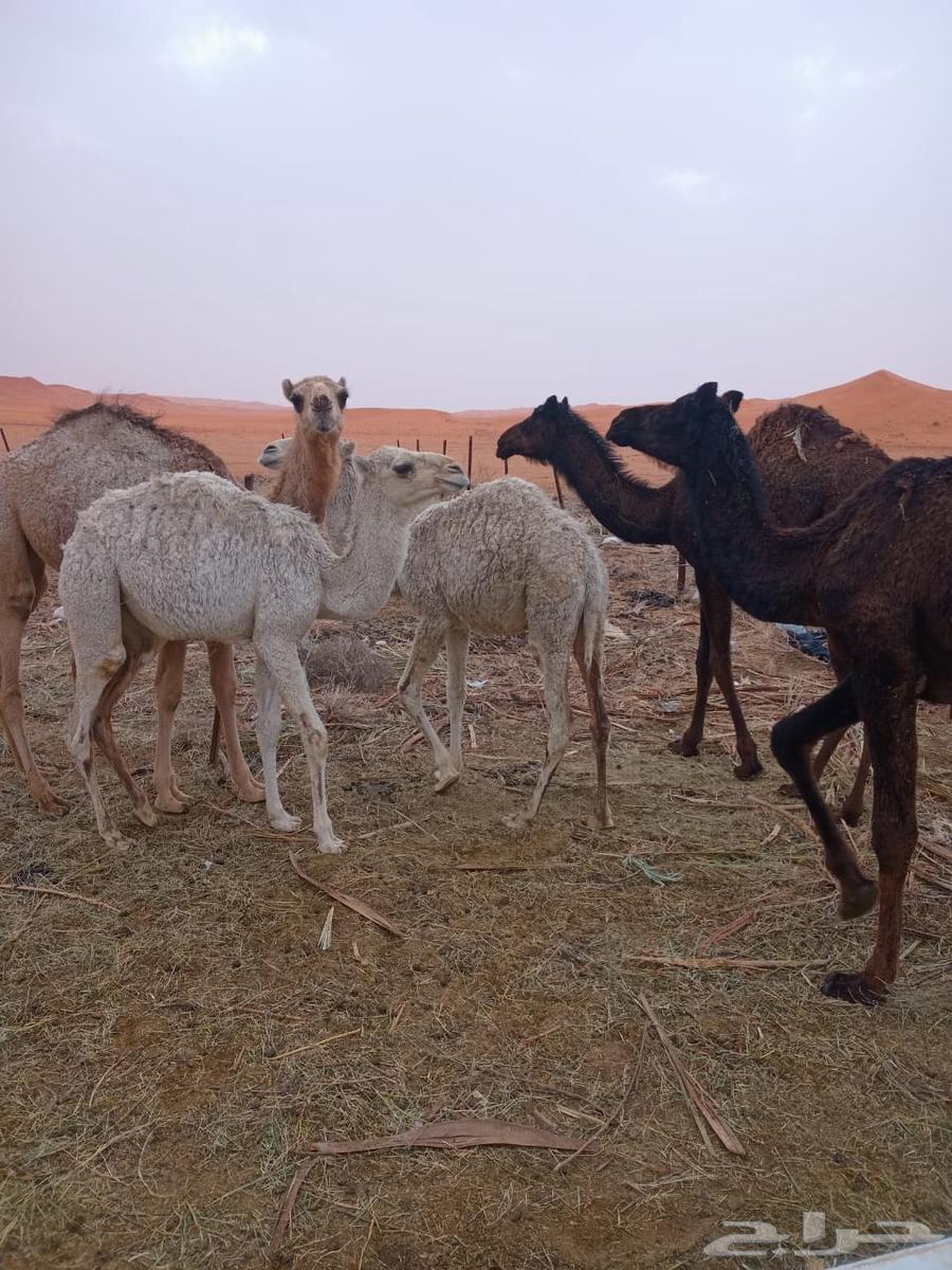 4بكره وقعود للبيع631754683271691121