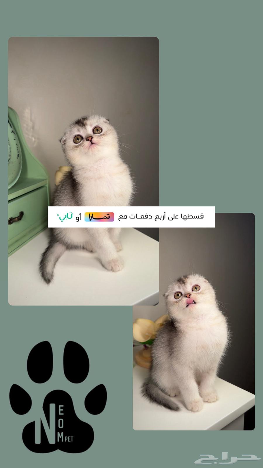 قطط سكوتش فولد ستريت كيتن انثى ذكر بيرشن هاف بيكي لونق هير63173607857282111