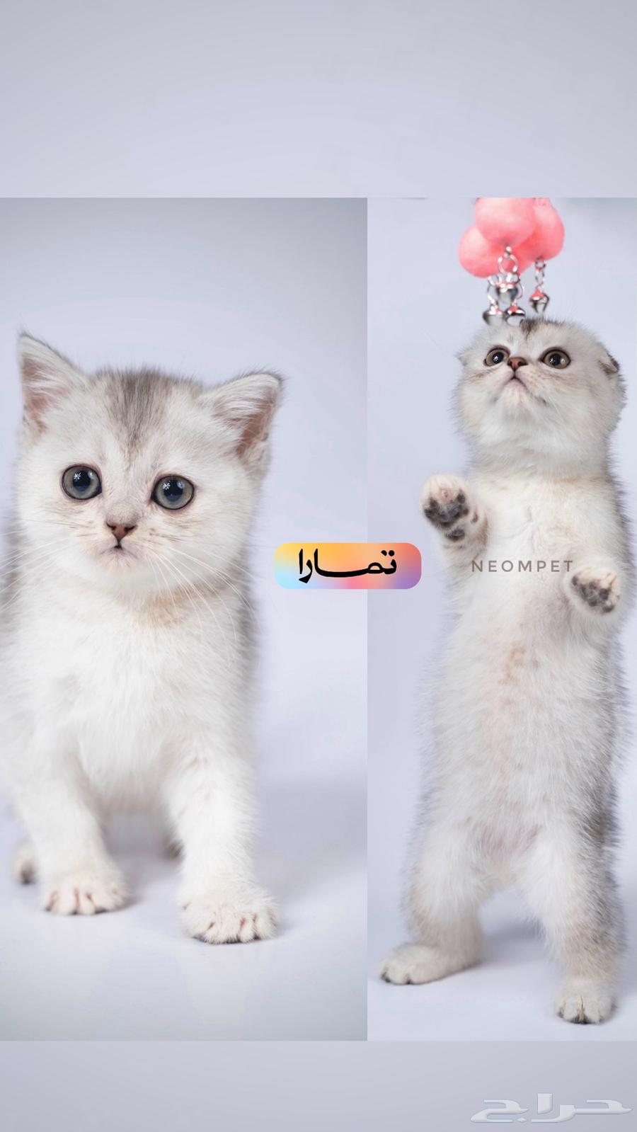 قطط سكوتش فولد ستريت كيتن انثى ذكر بيرشن هاف بيكي لونق هير631736078572821118