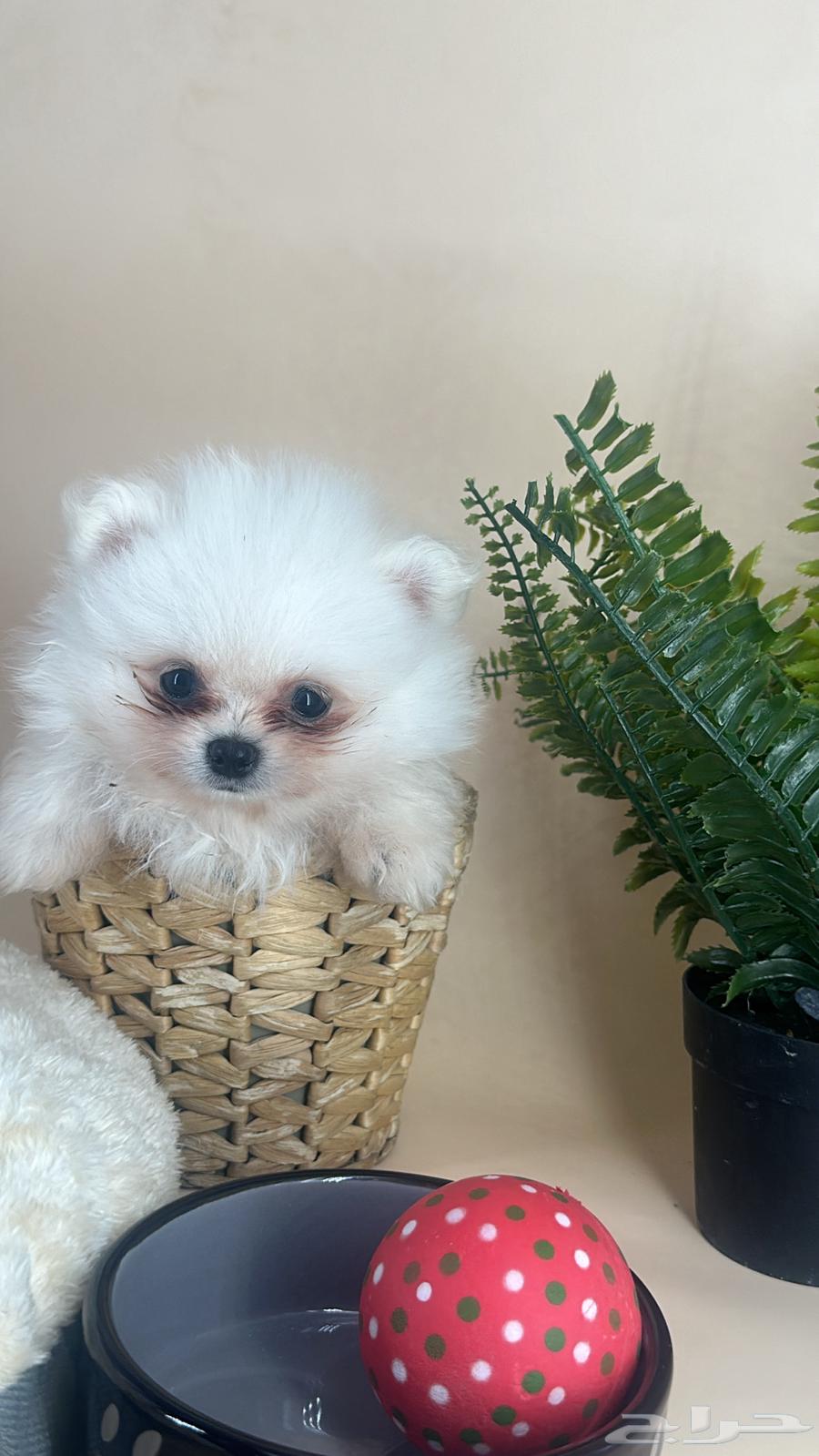A Pomeranian dog with a cap63174059813250114