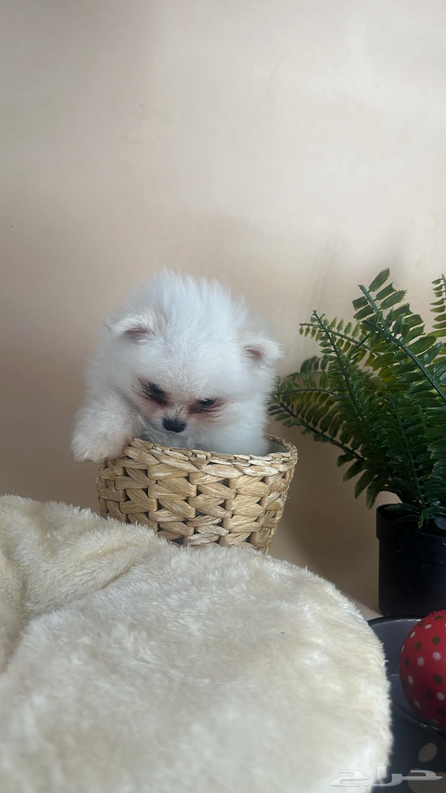 A Pomeranian dog with a cap63174059813250112