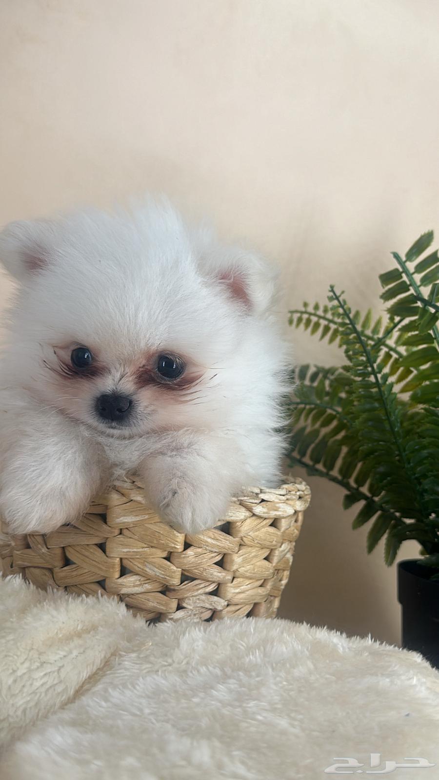 A Pomeranian dog with a cap63174059813250113